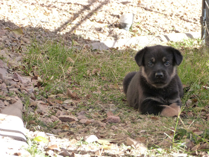 chinook dog